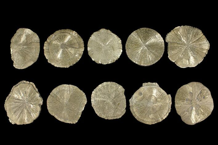 Lot: - Pyrite Suns From Illinois - Pieces #92541